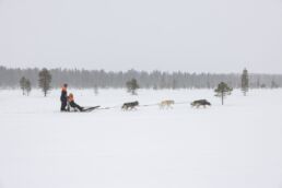 Husky safari in a snowy winter landscape in Finnish Lapland