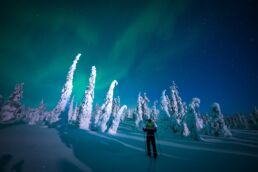 Northern Lights above snow-covered trees in Finnish Lapland