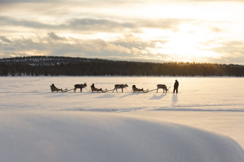 Reindeer safari experience in a winter landscape in Finnish Lapland