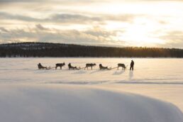 Reindeer safari experience in a winter landscape in Finnish Lapland