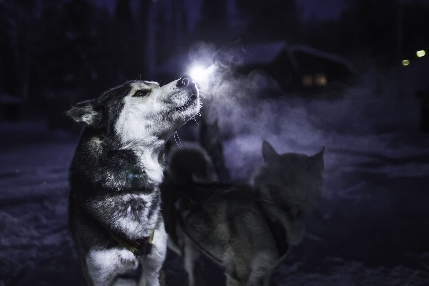 A husky howls in the blue winter night at the husky farm visited on the Arcora Husky Safari Experience in Muonio.