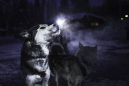 A husky howls in the blue winter night at the husky farm visited on the Arcora Husky Safari Experience in Muonio.