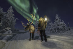 A handler holds up a lantern beside a reindeer under the northern lights at the reindeer homestead visited by Arcora guests.