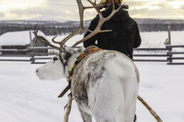 A white reindeer in a colourful harness pulls a sleigh on the Arcora Reindeer Safari Experience in Muonio, Lapland.